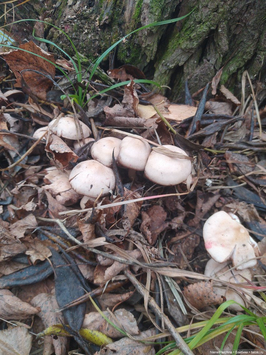 Утро ноября | Бэйбики Утро ноября — Аналоги Барби и куклы 1/6: клоны 90