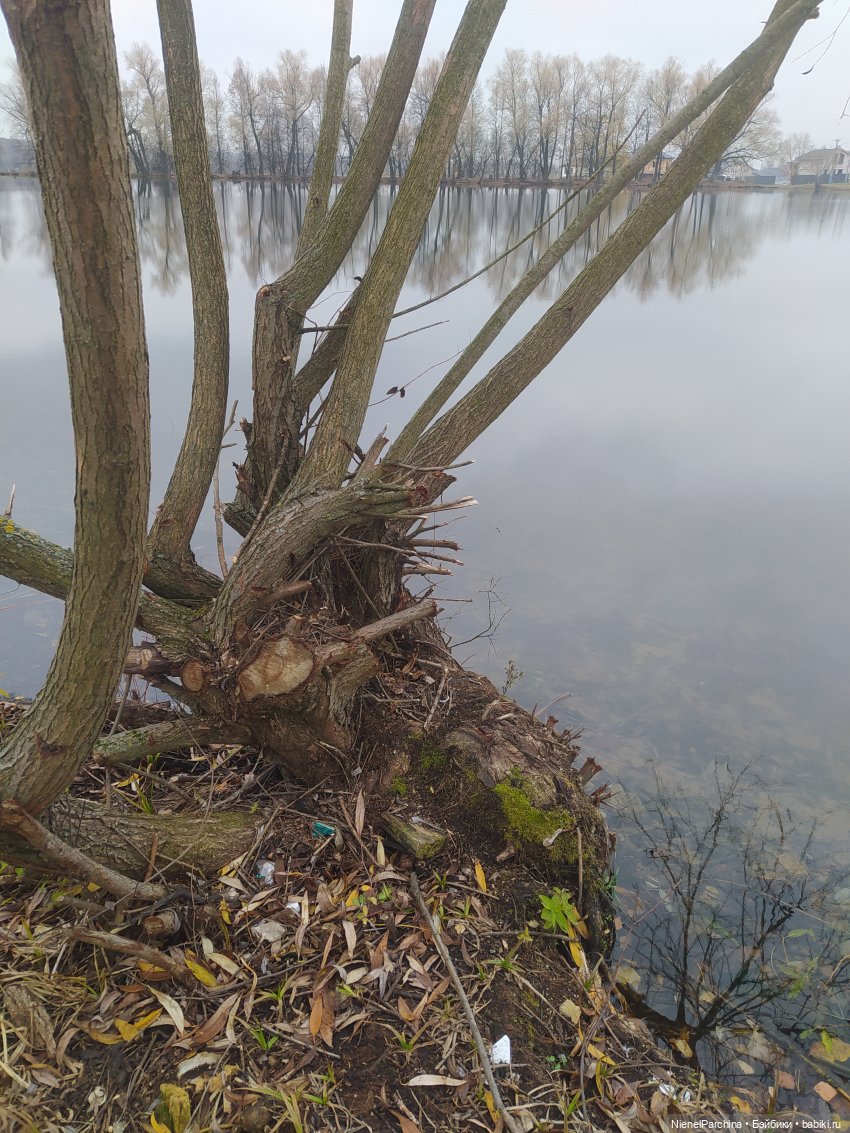 Утро ноября | Бэйбики Утро ноября — Аналоги Барби и куклы 1/6: клоны 90