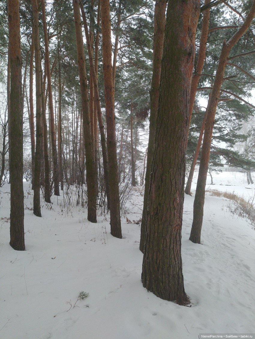 Шуга (Сюга) мой новый кукложитель