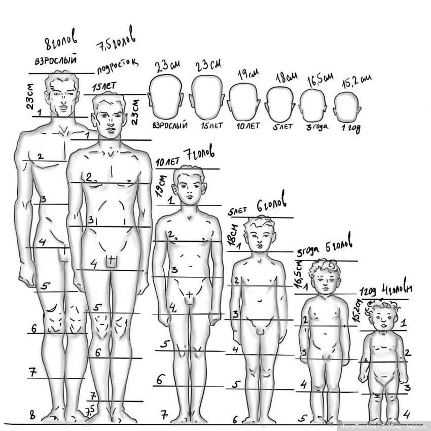 Диаграмма роста головы рук туловища