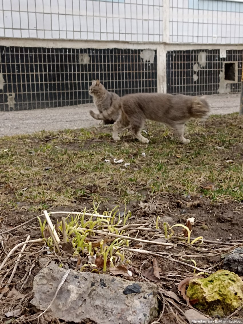 Лис Закери на прогулке — Авторские мишки Тедди и друзья: фото