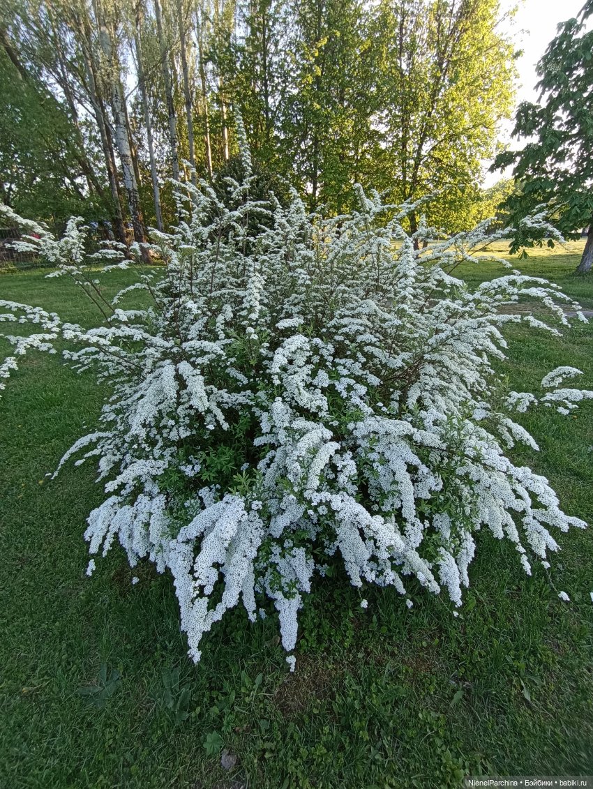 Эш на прогулке | Бэйбики Эш на прогулке — Куклы Rainbow High (Рейнбоу Хай