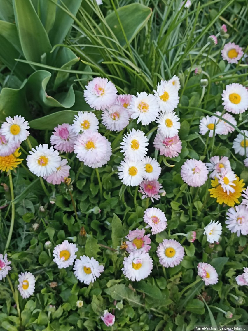 Эш на прогулке | Бэйбики Эш на прогулке — Куклы Rainbow High (Рейнбоу Хай