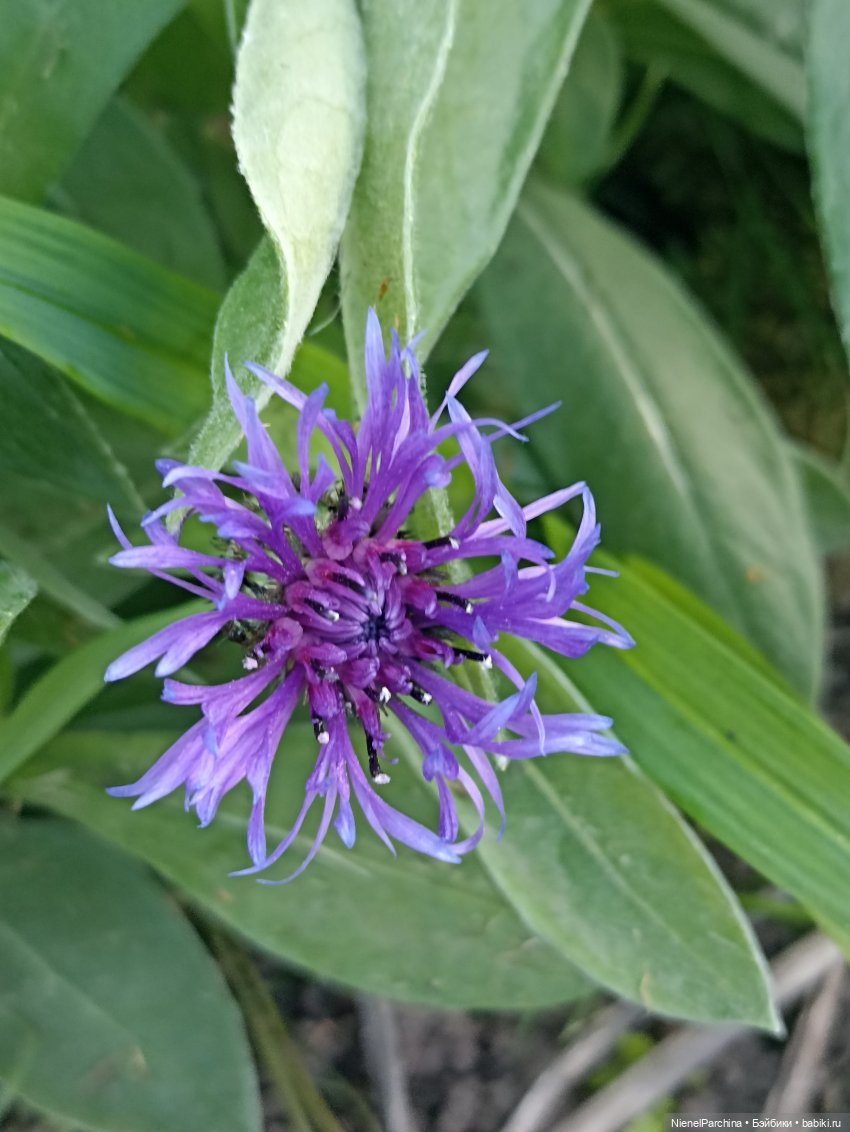 Эш на прогулке | Бэйбики Эш на прогулке — Куклы Rainbow High (Рейнбоу Хай