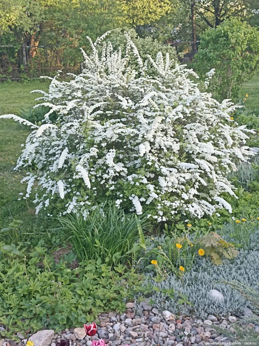 Эш на прогулке | Бэйбики Эш на прогулке — Куклы Rainbow High (Рейнбоу Хай