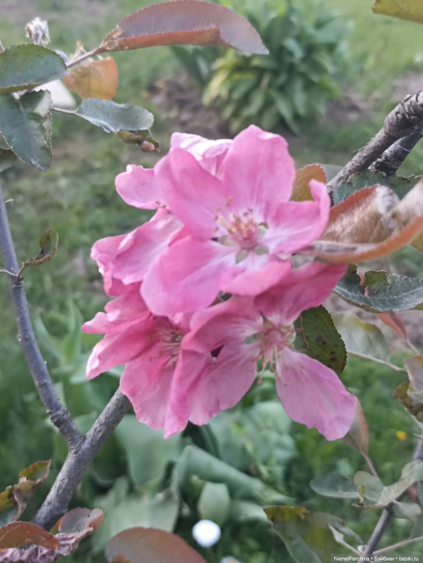 Эш на прогулке | Бэйбики Эш на прогулке — Куклы Rainbow High (Рейнбоу Хай