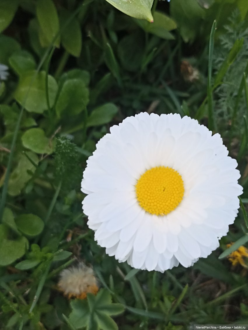 Эш на прогулке | Бэйбики Эш на прогулке — Куклы Rainbow High (Рейнбоу Хай