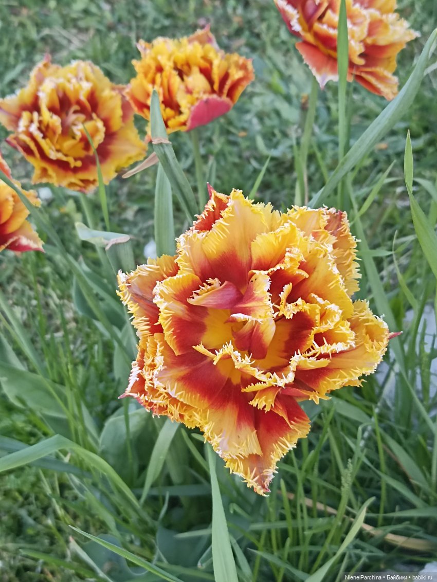 Эш на прогулке | Бэйбики Эш на прогулке — Куклы Rainbow High (Рейнбоу Хай