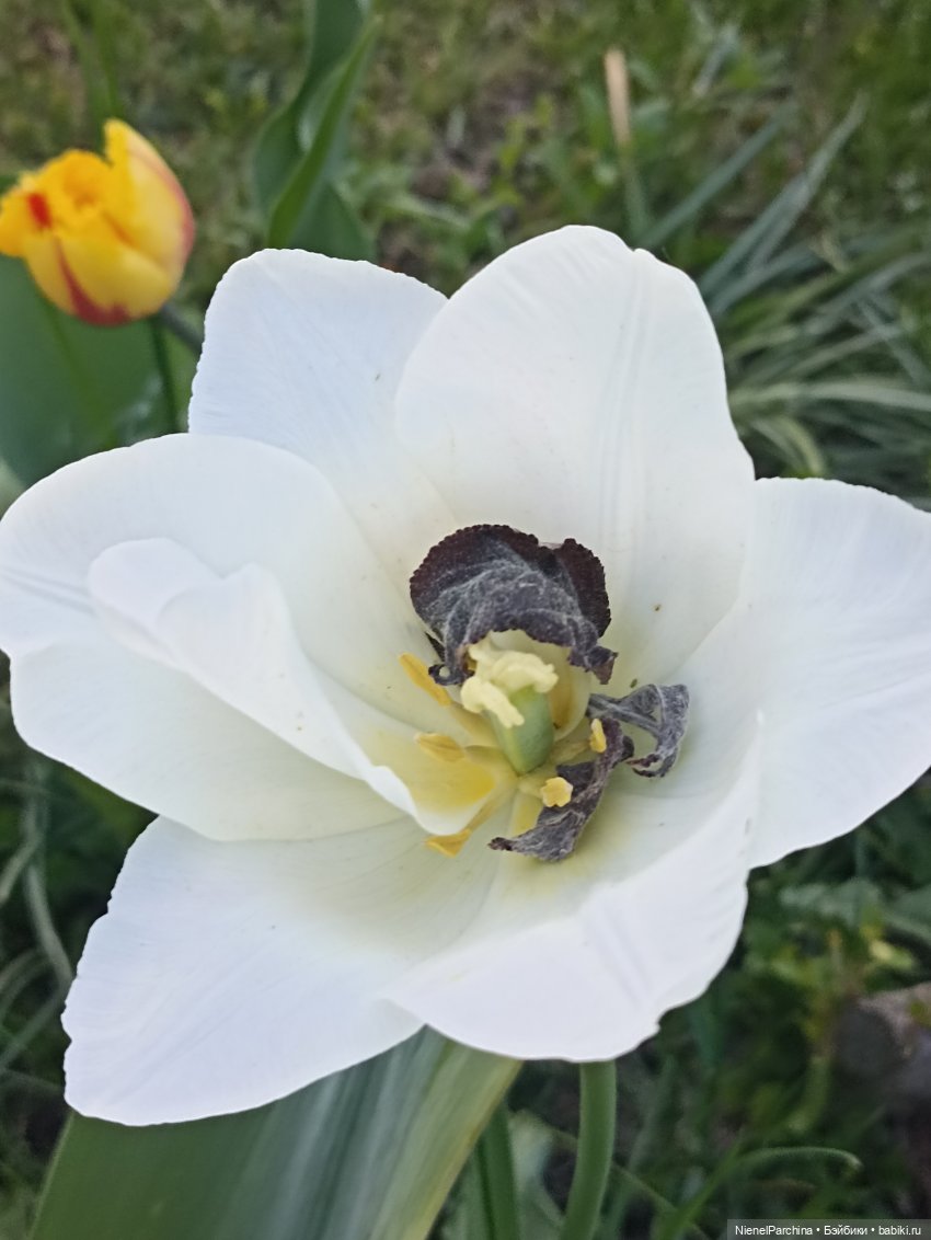 Эш на прогулке | Бэйбики Эш на прогулке — Куклы Rainbow High (Рейнбоу Хай