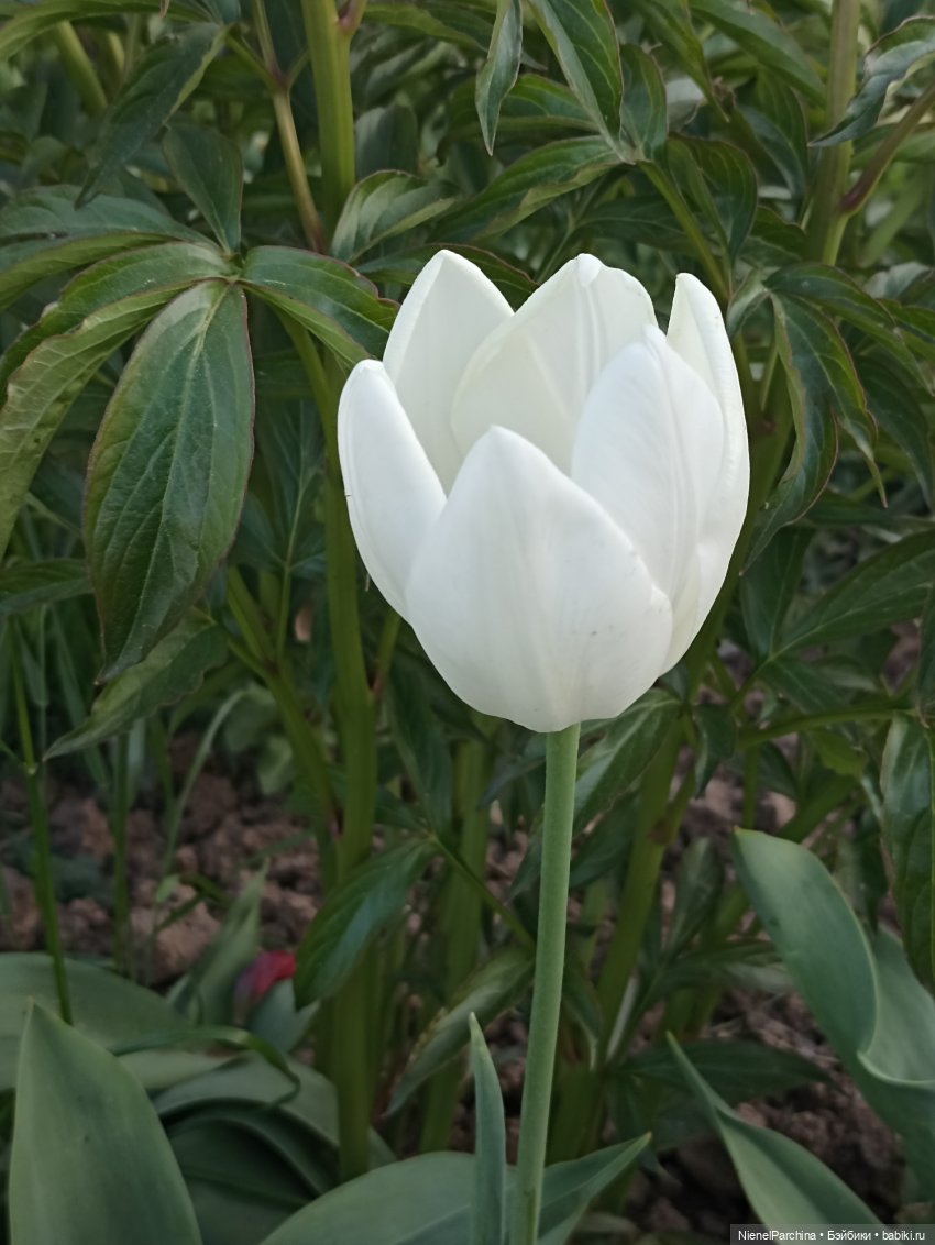 Эш на прогулке | Бэйбики Эш на прогулке — Куклы Rainbow High (Рейнбоу Хай (фото 10)