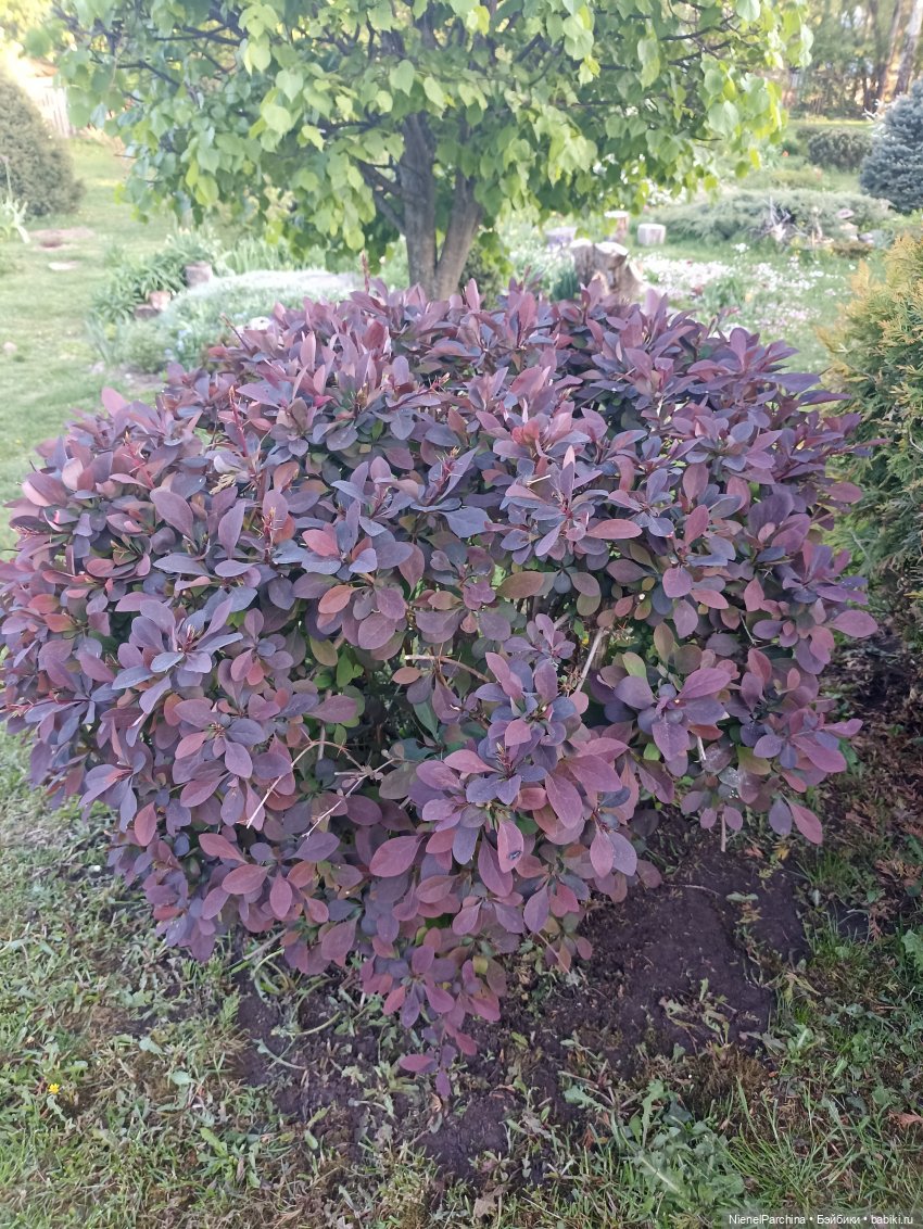 Эш на прогулке | Бэйбики Эш на прогулке — Куклы Rainbow High (Рейнбоу Хай