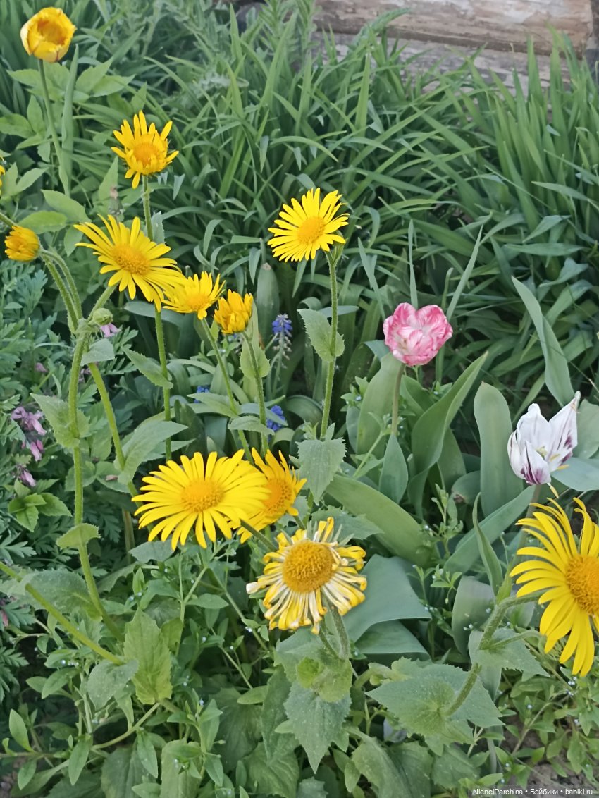 Эш на прогулке | Бэйбики Эш на прогулке — Куклы Rainbow High (Рейнбоу Хай (фото 8)
