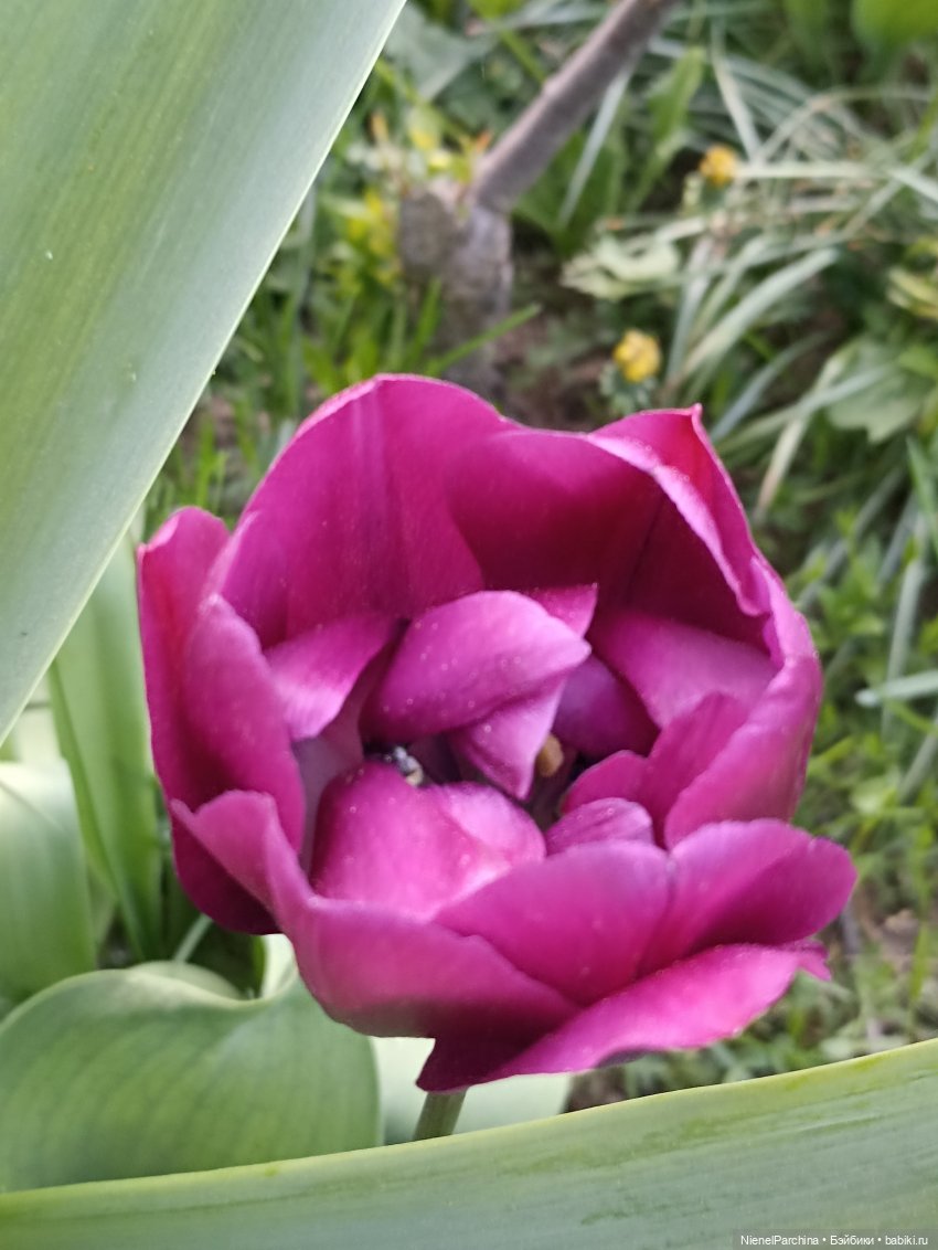 Эш на прогулке | Бэйбики Эш на прогулке — Куклы Rainbow High (Рейнбоу Хай