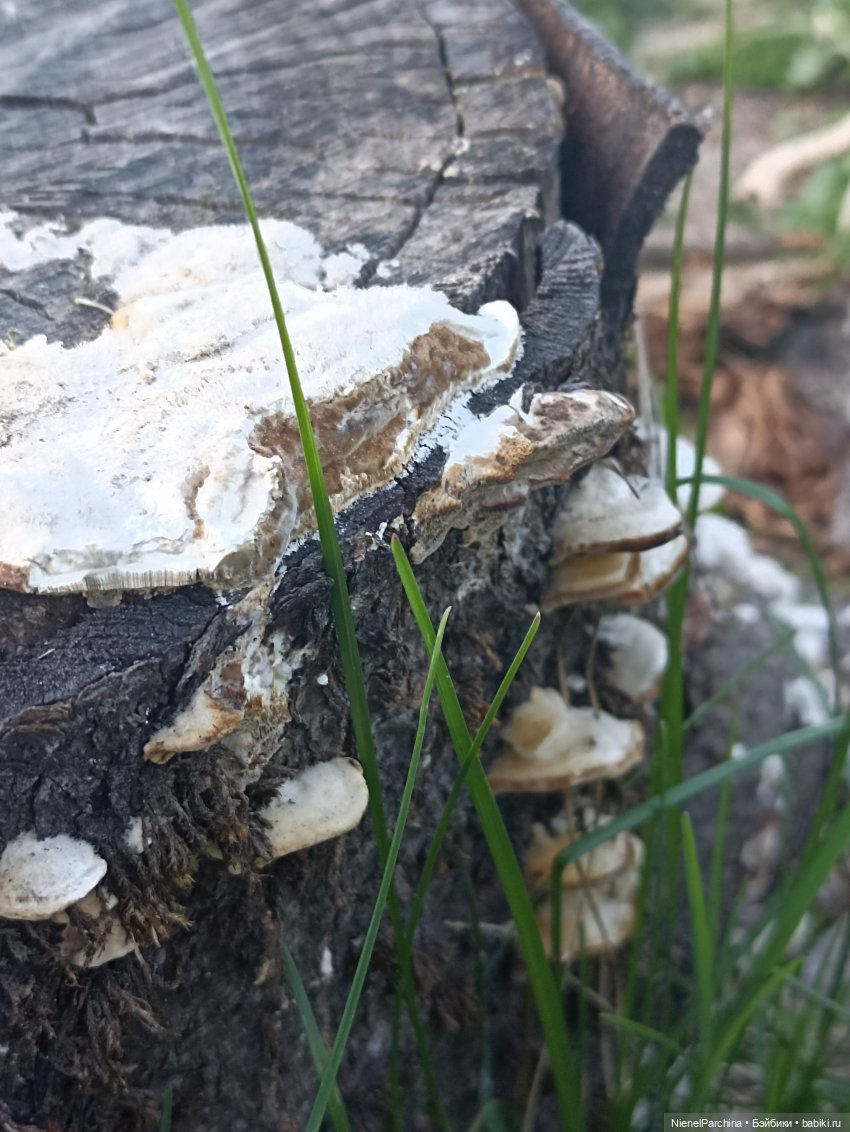 Эш на прогулке | Бэйбики Эш на прогулке — Куклы Rainbow High (Рейнбоу Хай