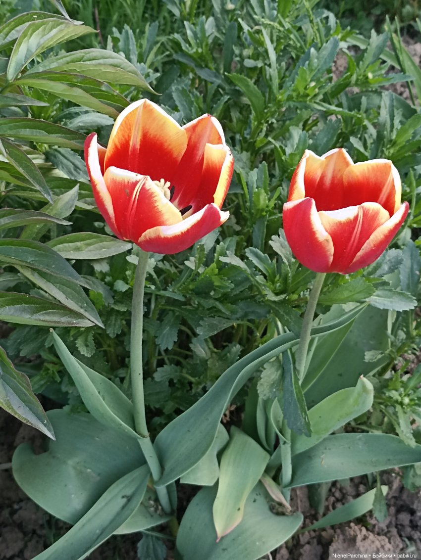 Эш на прогулке | Бэйбики Эш на прогулке — Куклы Rainbow High (Рейнбоу Хай (фото 9)