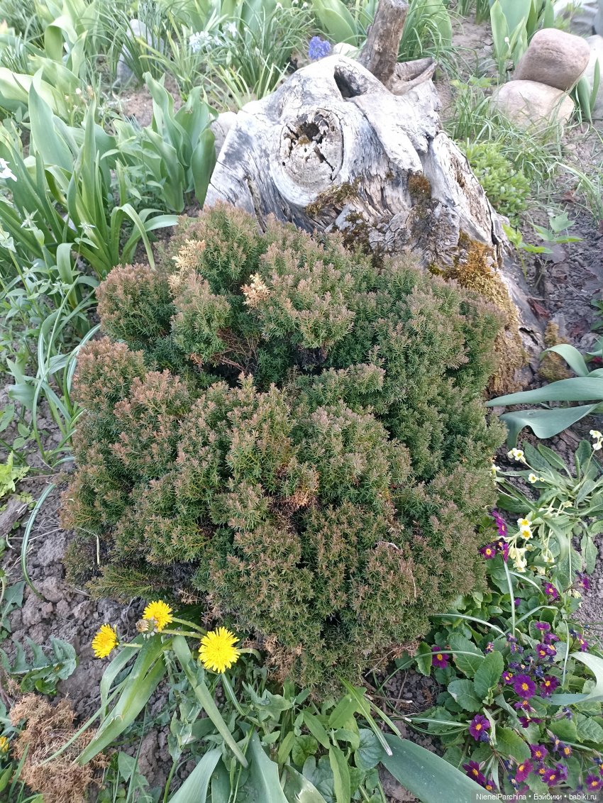 Эш на прогулке | Бэйбики Эш на прогулке — Куклы Rainbow High (Рейнбоу Хай