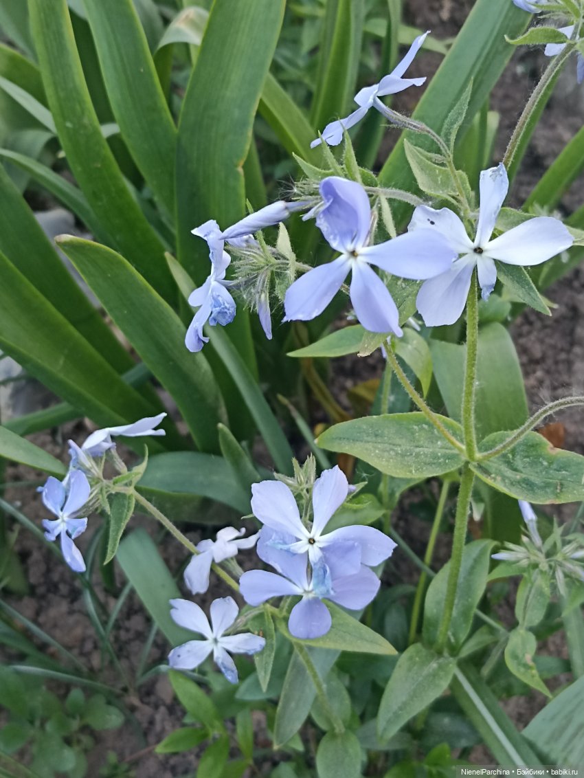 Эш на прогулке | Бэйбики Эш на прогулке — Куклы Rainbow High (Рейнбоу Хай