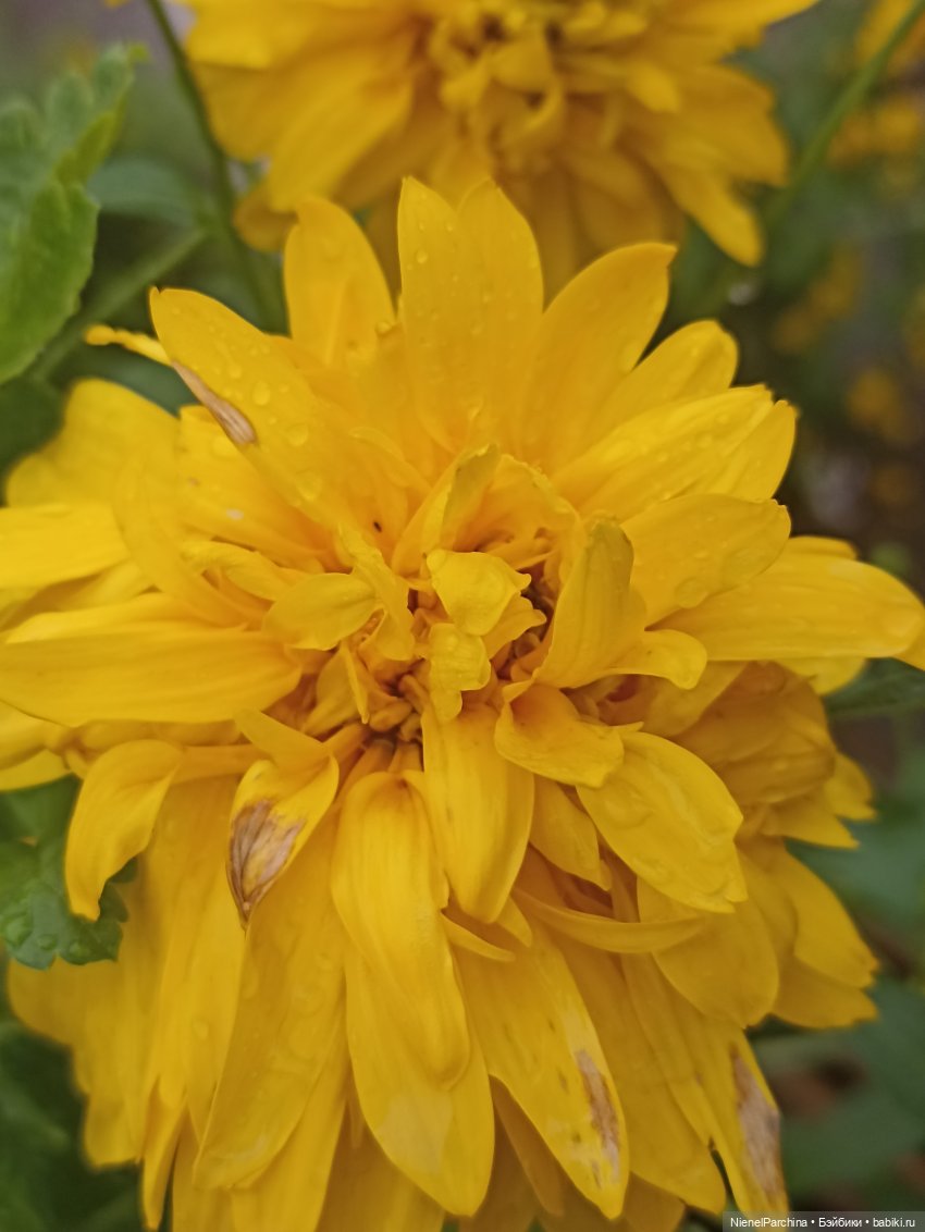 Дебютный клип Джихуна — Куклы и тела Obitsu (Обитсу): 1/6