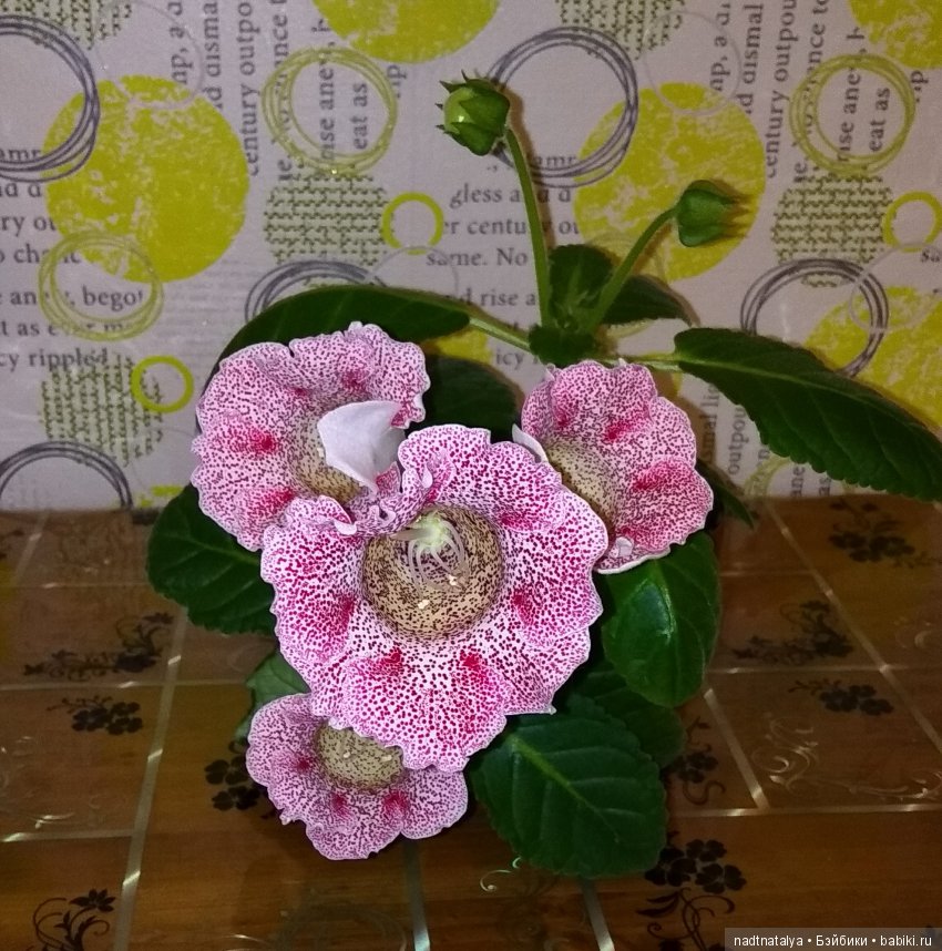 Когда решила выгулять новое платье