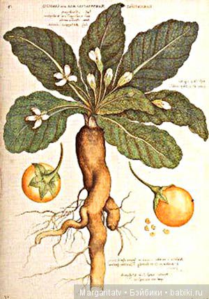 Кто такие мандрагоры — Домашние фото авторских игрушек: Тедди