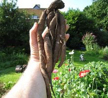 Кто такие мандрагоры — Домашние фото авторских игрушек: Тедди (фото 3)