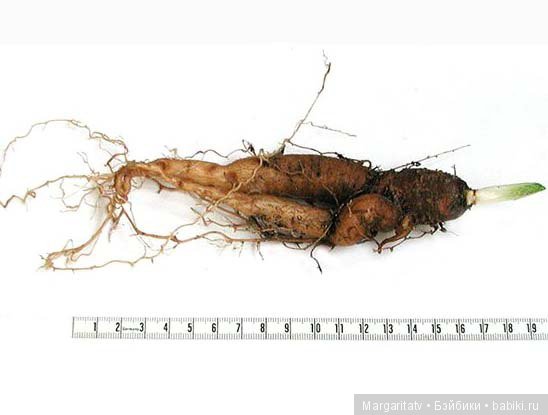 Кто такие мандрагоры — Домашние фото авторских игрушек: Тедди (фото 4)