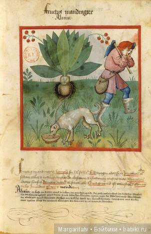 Кто такие мандрагоры — Домашние фото авторских игрушек: Тедди