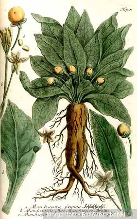 Кто такие мандрагоры — Домашние фото авторских игрушек: Тедди