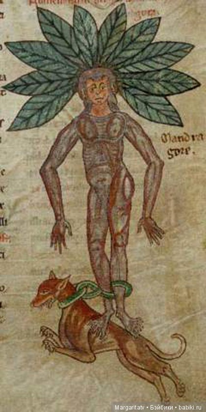 Кто такие мандрагоры — Домашние фото авторских игрушек: Тедди (фото 9)