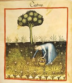 Кто такие мандрагоры — Домашние фото авторских игрушек: Тедди