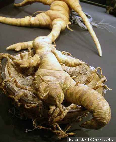 Кто такие мандрагоры — Домашние фото авторских игрушек: Тедди (фото 8)