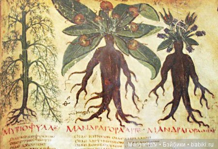 Кто такие мандрагоры — Домашние фото авторских игрушек: Тедди