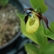 Цветение Венериных башмачков. Нижегородский Ботанический Сад ННГУ им. Н.И. Лобачевского