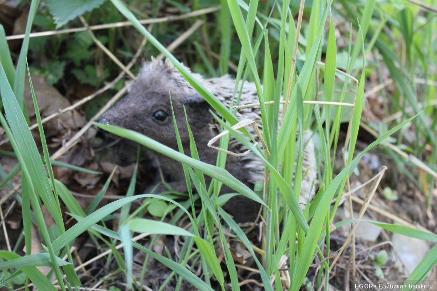 С мечтами о лете — Домашние фото авторских игрушек: Тедди (фото 3)