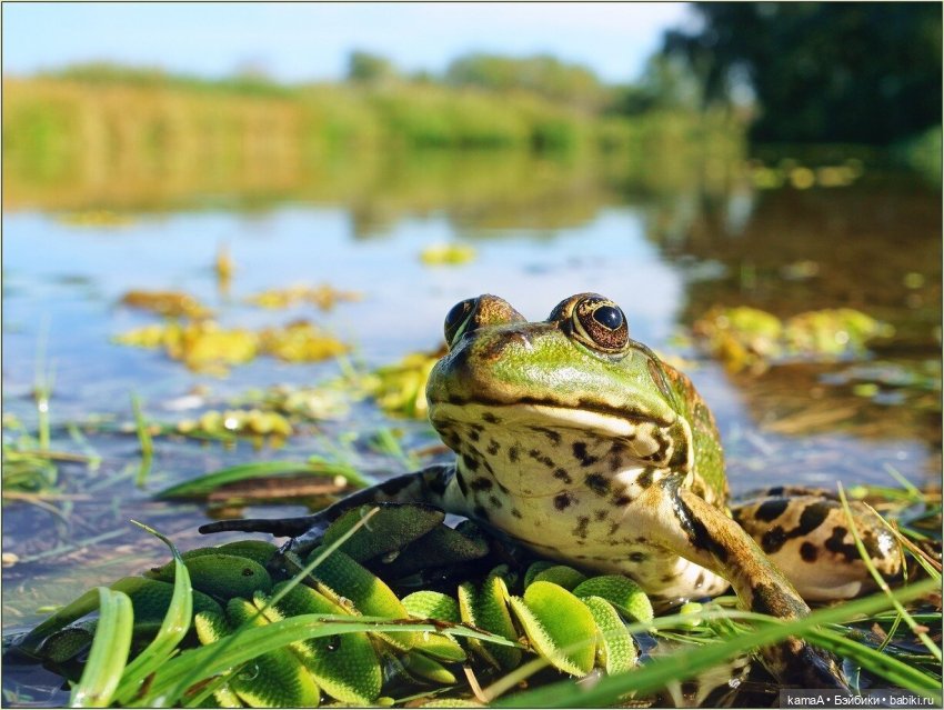Царевна Лягушка собственной персоной (фото 3)