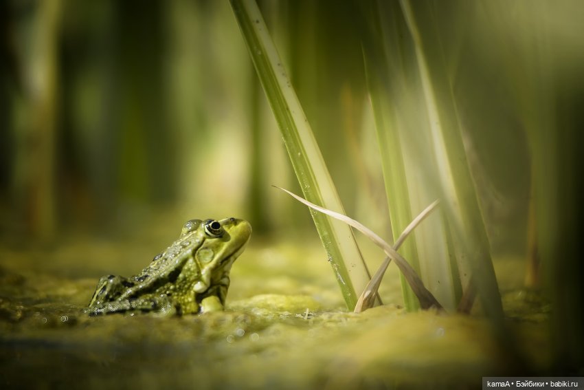 Царевна Лягушка собственной персоной