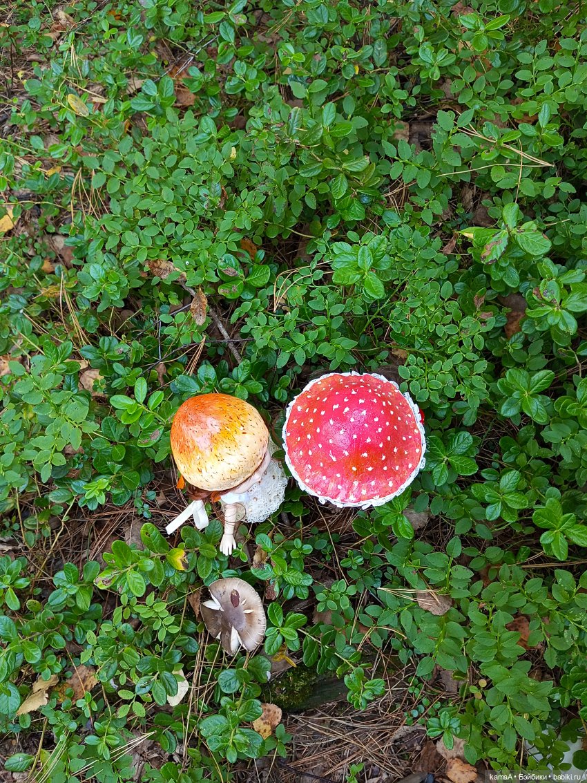 Волшебные грибочки — Куклы Paola Reina (Паола Рейна): новинки