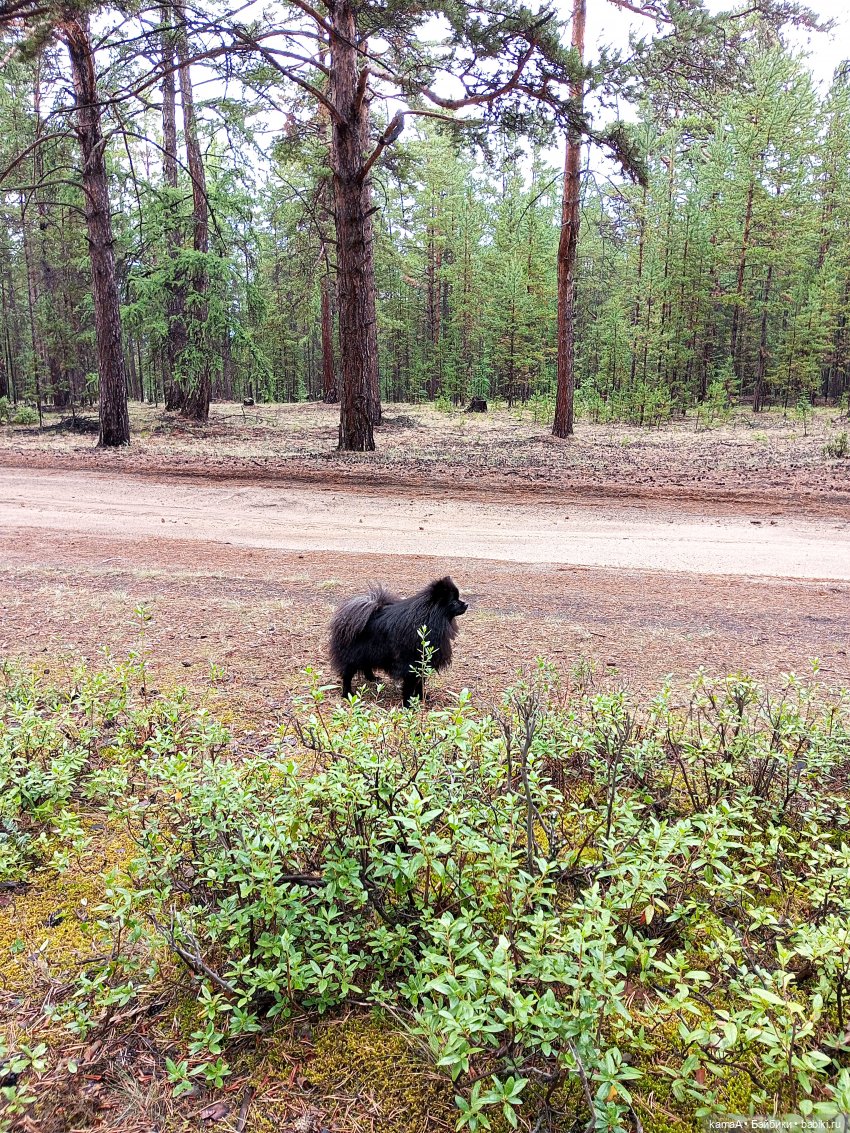 Сказочная девочка из фантазий ИИ... Костюм первый - Ева | Бэйбики Сказочная девочка из фантазий ИИ... Костюм первый - Ева (фото 7)