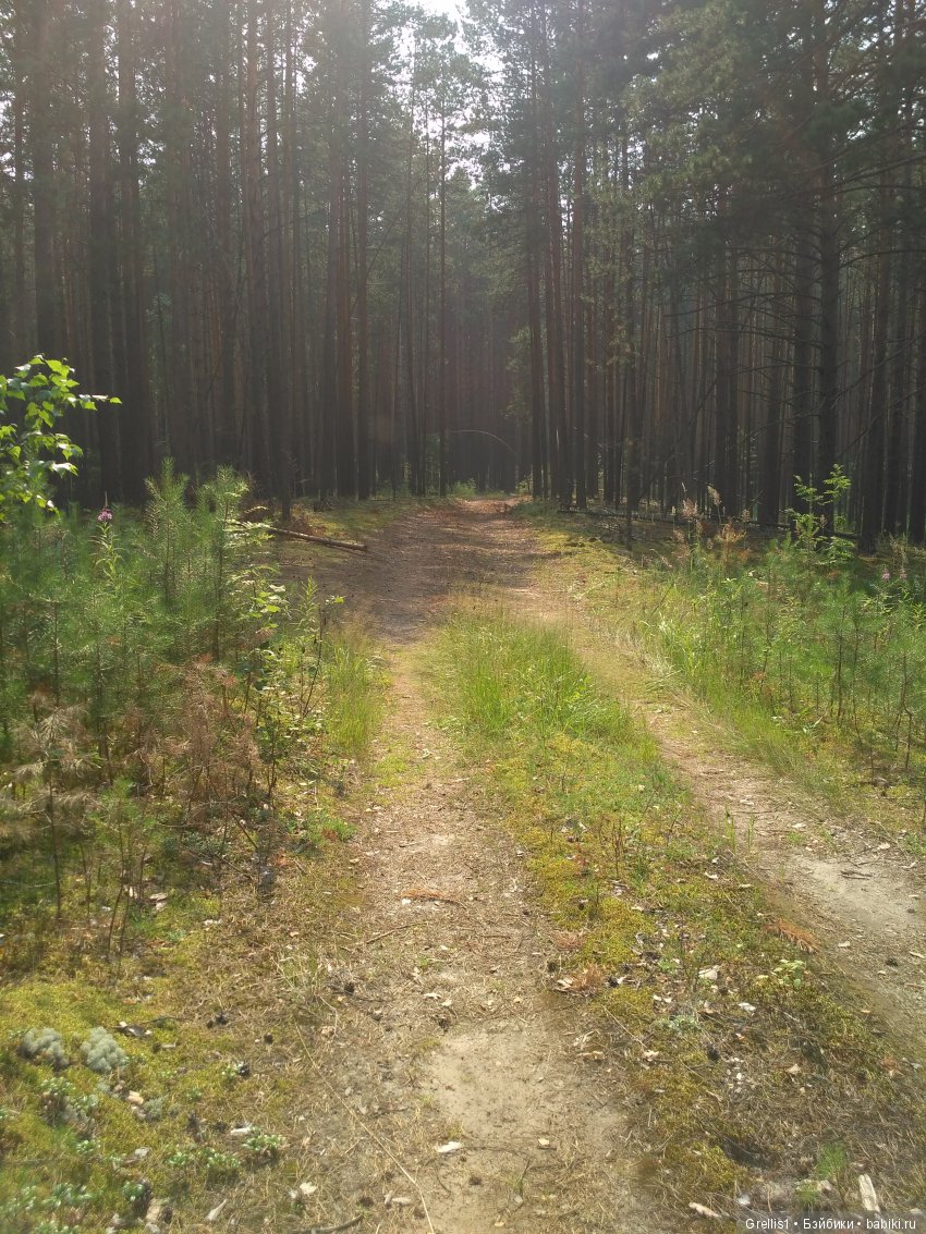 Постконкурс "Пионерский лагерь". Поездка в лес (фото 6)