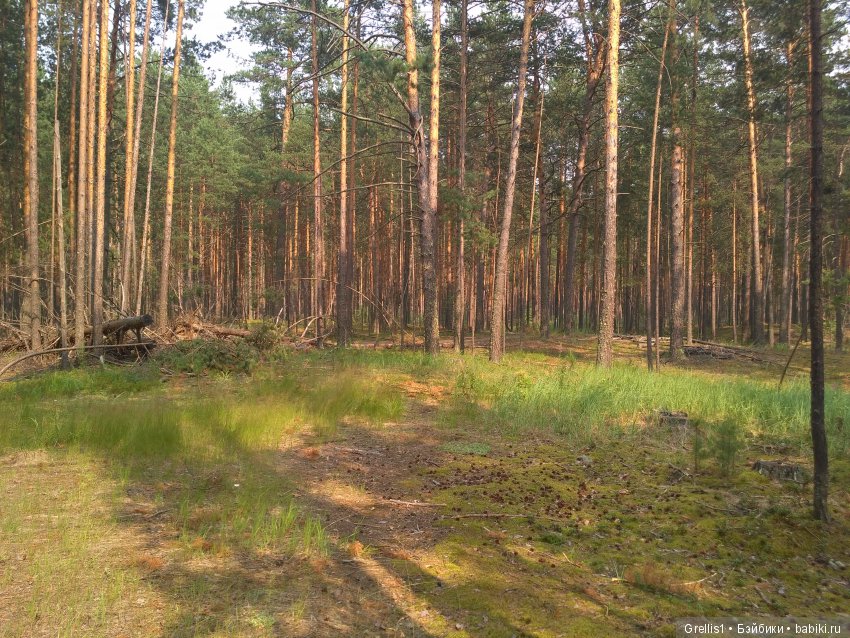Постконкурс "Пионерский лагерь". Поездка в лес