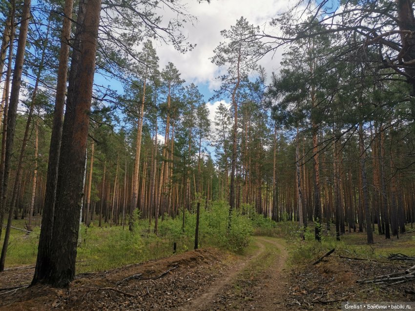 Как баба Надя по грибы ходила (фото 2)