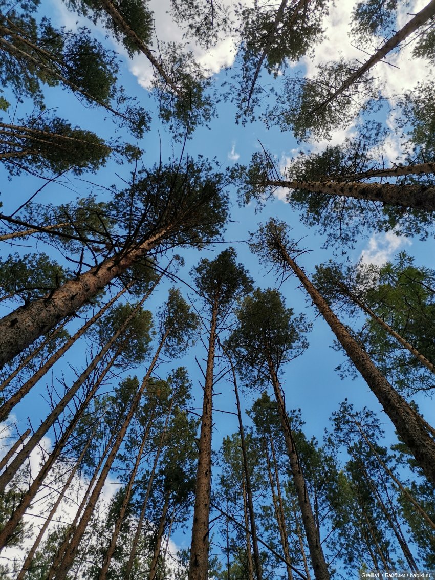 Как баба Надя по грибы ходила (фото 8)