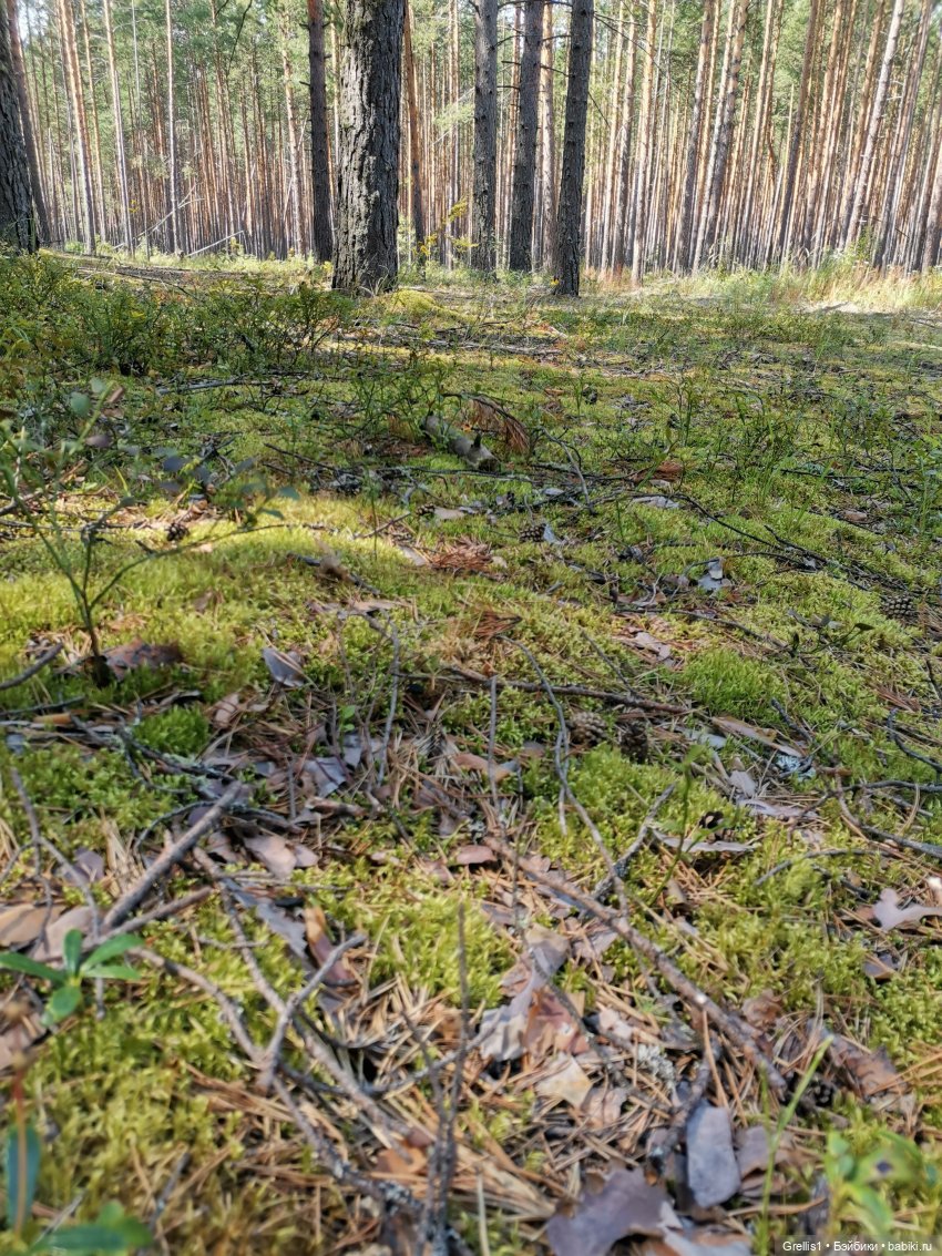 Кузя в лесу | Бэйбики Кузя в лесу — Куклы Fairyland (ФэйриЛэнд): BJD (БЖД)