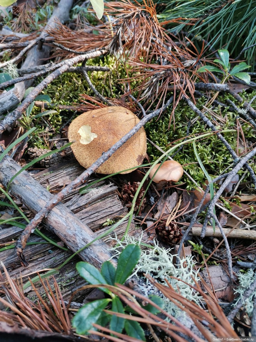 Кузя в лесу | Бэйбики Кузя в лесу — Куклы Fairyland (ФэйриЛэнд): BJD (БЖД) (фото 7)