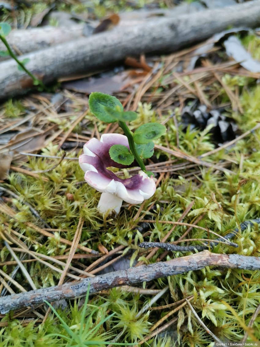 Кузя в лесу | Бэйбики Кузя в лесу — Куклы Fairyland (ФэйриЛэнд): BJD (БЖД)
