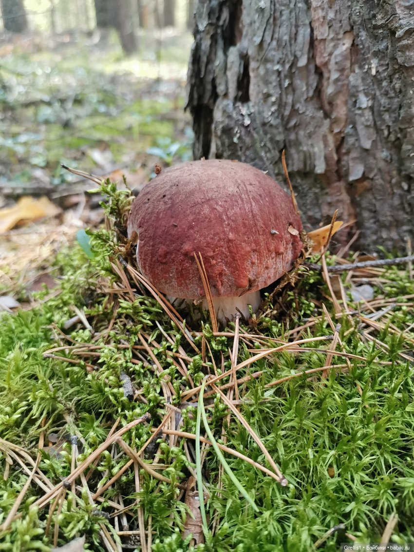 Кузя в лесу | Бэйбики Кузя в лесу — Куклы Fairyland (ФэйриЛэнд): BJD (БЖД) (фото 3)