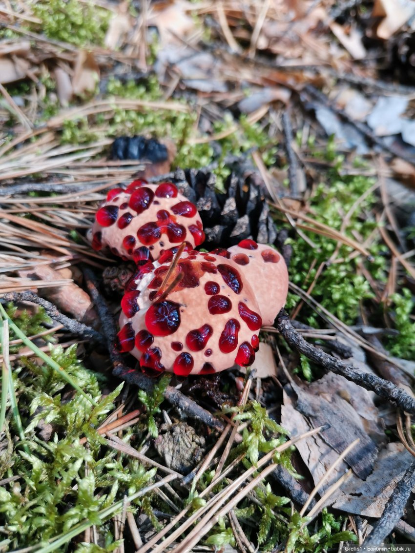 Кузя в лесу | Бэйбики Кузя в лесу — Куклы Fairyland (ФэйриЛэнд): BJD (БЖД)