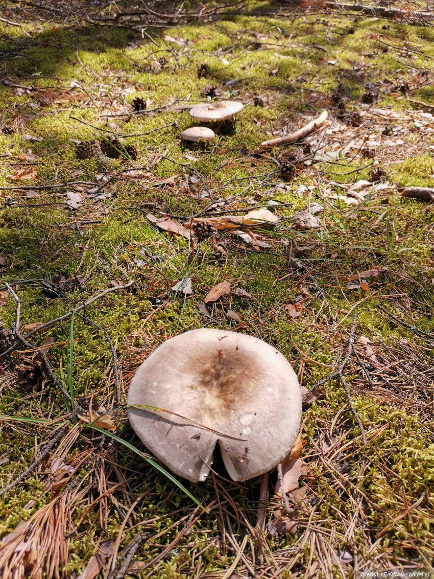 Кузя в лесу | Бэйбики Кузя в лесу — Куклы Fairyland (ФэйриЛэнд): BJD (БЖД)