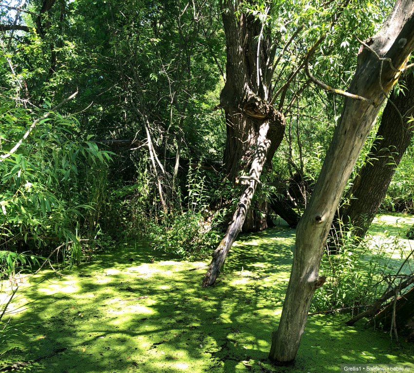 Морозко. 1 серия — Кукольные фотоистории и сериалы: комиксы