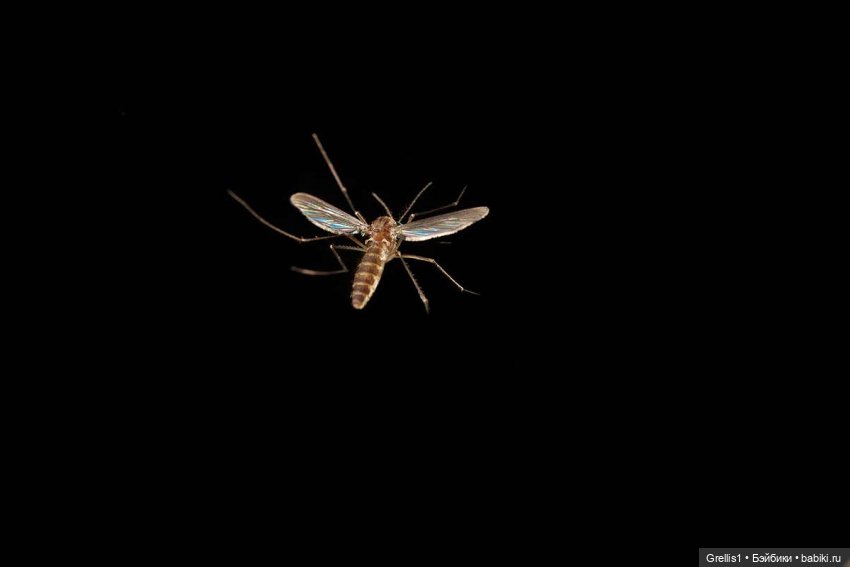 Морозко. 1 серия — Кукольные фотоистории и сериалы: комиксы (фото 5)